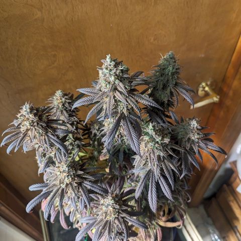 sour diesel  growlog timeline photo