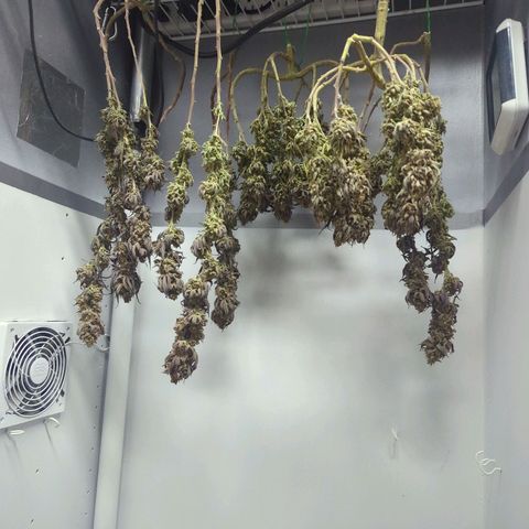 sour diesel  growlog photo: slow dry