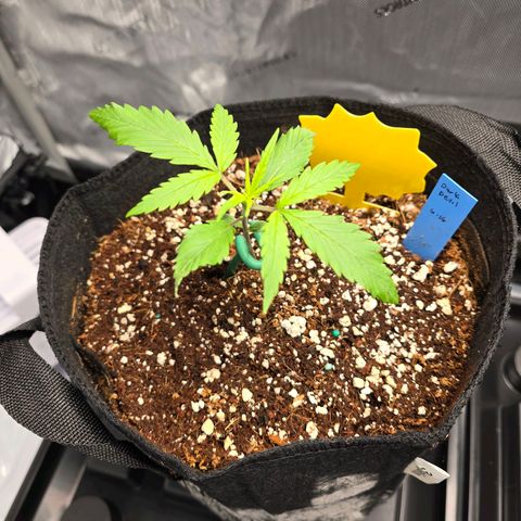 Dark Devil Auto growlog photo: Stretch didn't help main stem strength