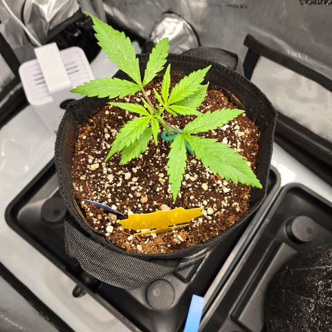 Dark Devil Auto growlog timeline photo