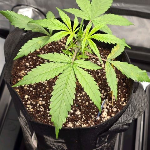 Dark Devil Auto growlog photo: Brown spots on a couple of leaves. ???
