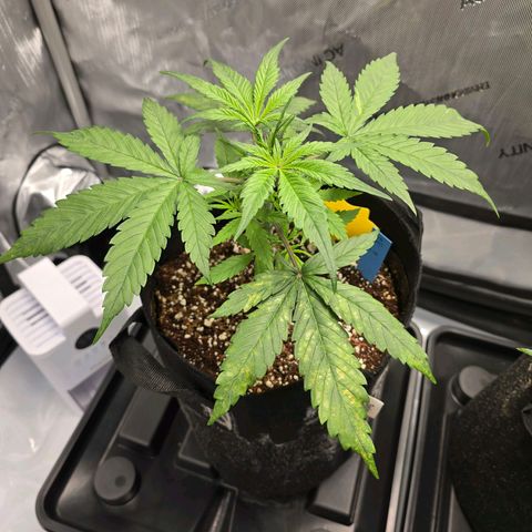 Dark Devil Auto growlog photo: Brown spots on lower leaves. Magnesium deficiency???