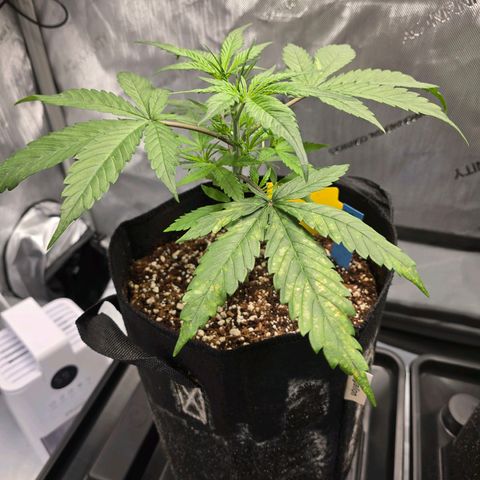 Dark Devil Auto growlog photo: Brown spots on lower leaves. Magnesium deficiency???