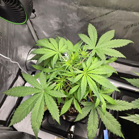 Dark Devil Auto growlog photo: Tops look better after I reduced nutrient formula
