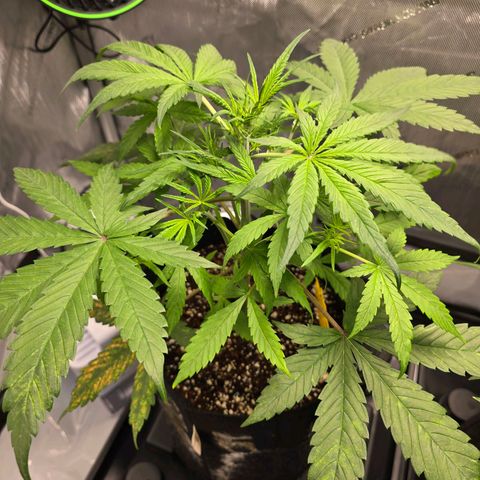 Dark Devil Auto growlog photo: Tops look better after I reduced nutrient formula