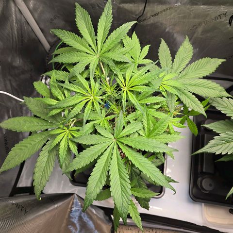 Dark Devil Auto growlog photo: Looking better with half nutrient feedings.
Lots of branch shoots.