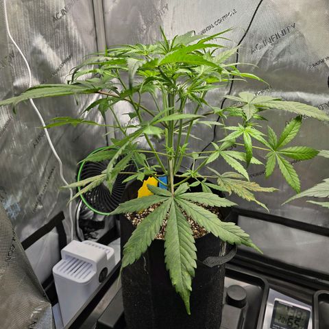 Dark Devil Auto growlog photo: Looking better with half nutrient feedings.
Lots of branch shoots.