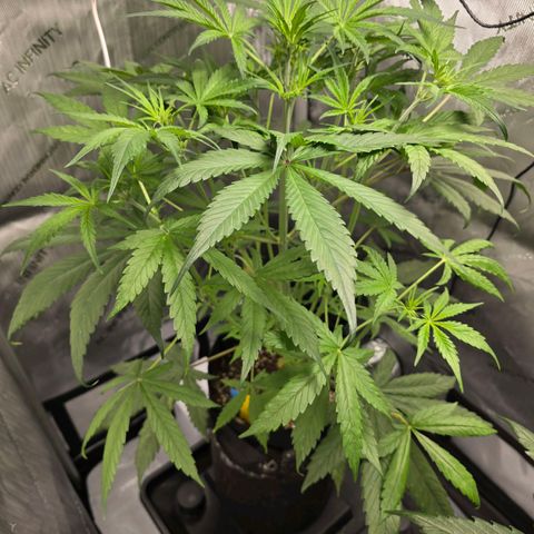 Dark Devil Auto growlog photo: Starting to get tall. Lots of side branches