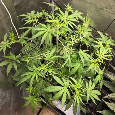 Dark Devil Auto growlog photo: Looking good. Growing ro tall, scared it will grow into light. First time scrog or trellis or whatever you call it. We will see what happens. 