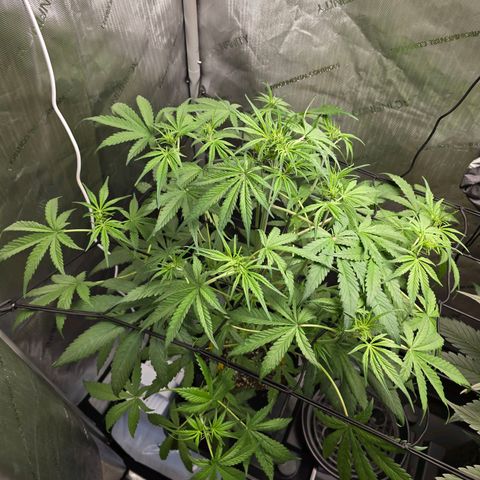 Dark Devil Auto growlog photo: Added net to help with stretch