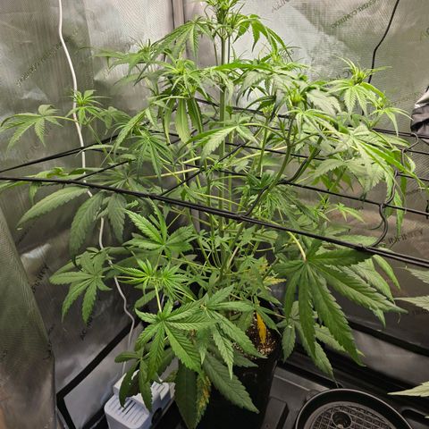 Dark Devil Auto growlog photo: Added net to help with stretch