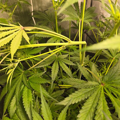 Dark Devil Auto growlog photo: Main top branch snapped. 😪 Stood back up so hopefully it will heal at the bend.
