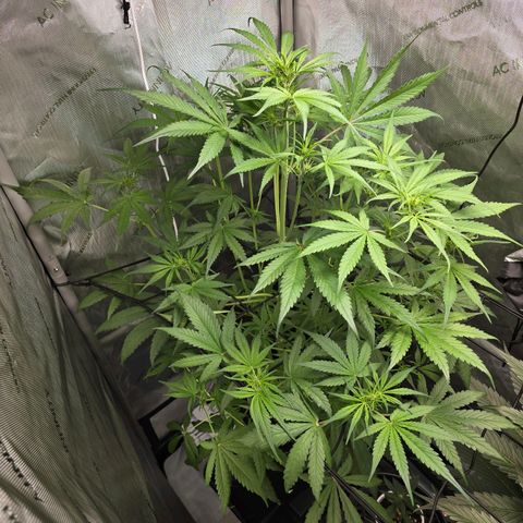 Dark Devil Auto growlog photo: Lots and lots of bud sites. Also lots of shadow spots from to small a light. Will get another light for better coverage soon.