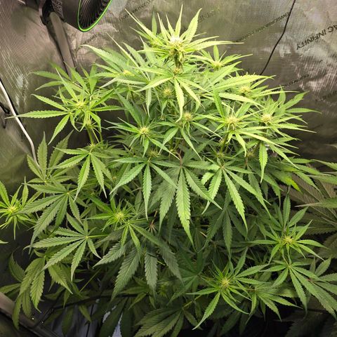 Dark Devil Auto growlog photo: Looking good. Added second light so getting more coverage now...