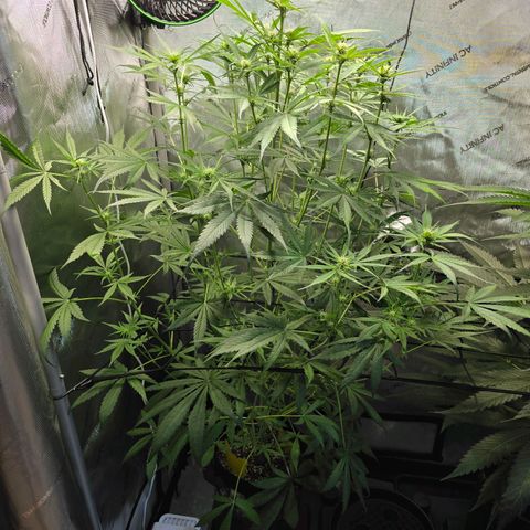 Dark Devil Auto growlog photo: Looking good. Added second light so getting more coverage now...