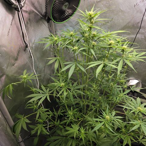 Dark Devil Auto growlog photo: Lite defoliation to get more light penetration to lower bud sites.