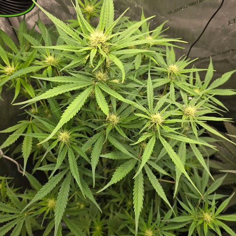 Dark Devil Auto growlog timeline photo