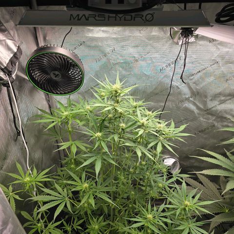 Dark Devil Auto growlog photo: 7" under light. Some of the higher left tips starting to show light burn.
