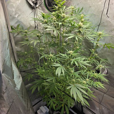 Dark Devil Auto growlog photo: Lots of bud sites.