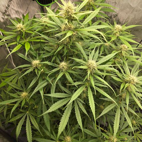 Dark Devil Auto growlog timeline photo