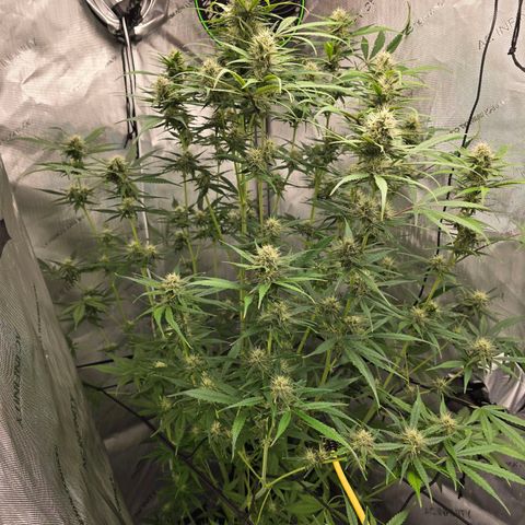 Dark Devil Auto growlog photo: Stacking nicely and starting to show some color on sugar leaves