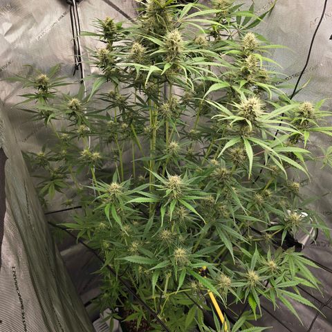 Dark Devil Auto growlog photo: Can't figure out if the burnt tips are nute burn or lockout???