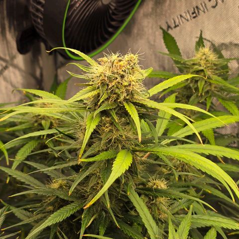 Dark Devil Auto growlog photo: Looks like a little light burn.