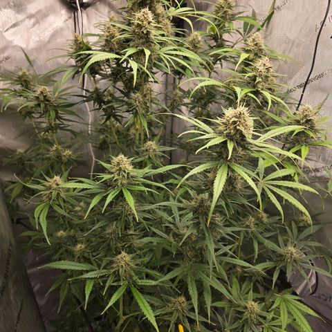Dark Devil Auto growlog photo: Smells wonderfully fruity and sweet 😋 