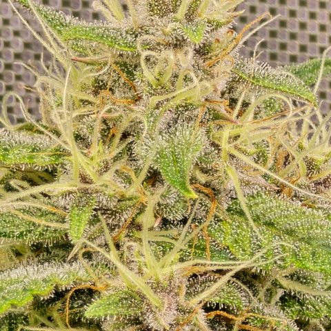 Dark Devil Auto growlog photo: Frosty 🧊 