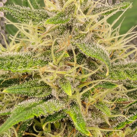 Dark Devil Auto growlog photo: Frosty 🧊 