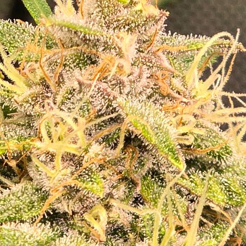 Dark Devil Auto growlog photo: Frosty 🧊 