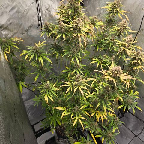 Dark Devil Auto growlog photo: My irrigation system didn't do what I thought ot would. I will need to set it up better. 100% my fault.