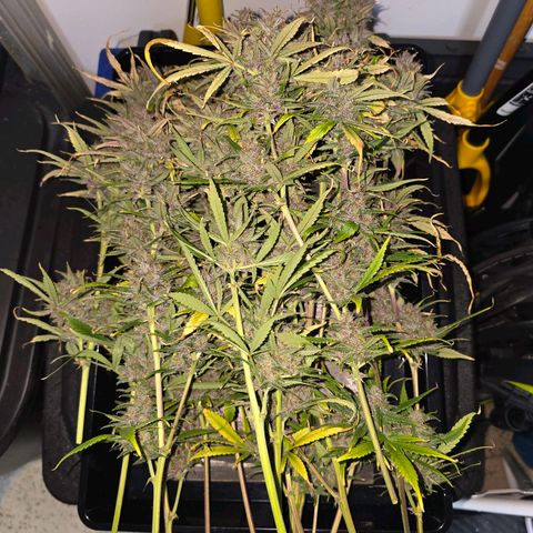 Dark Devil Auto growlog photo: Cut down top buds. Lots of amber trichomes.