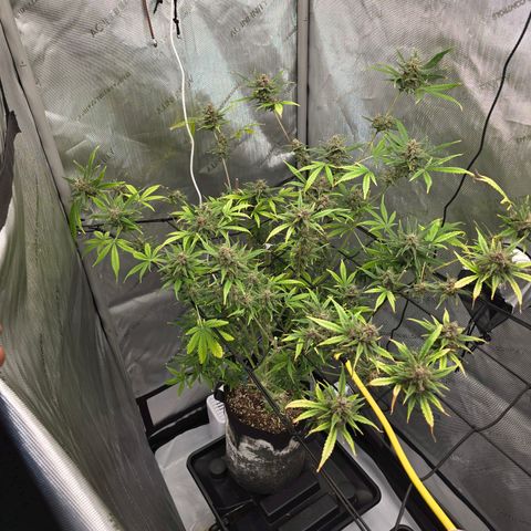 Dark Devil Auto growlog photo: Cut down top buds. Lots of amber trichomes.