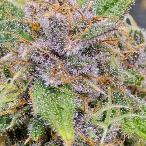 Dark Devil Auto growlog photo: Cut down top buds. Lots of amber trichomes.