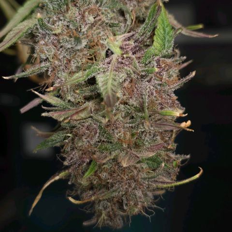 Dark Devil Auto growlog photo: Fat tight nugs.
