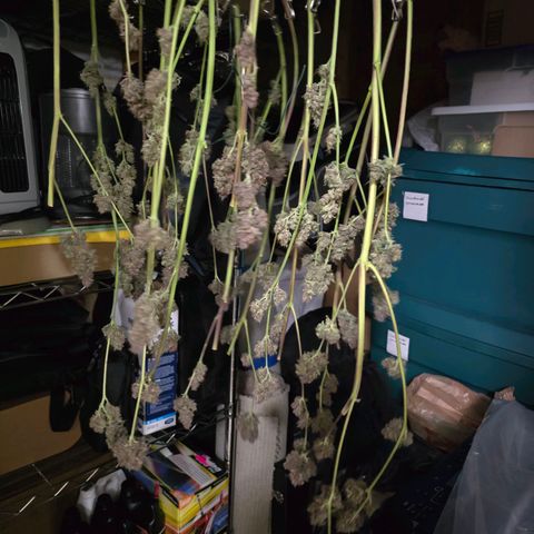 Dark Devil Auto growlog photo: Bottom half of plant 🪴 hanging for the dry