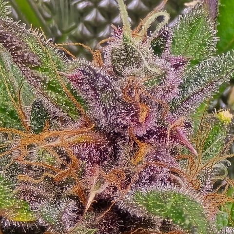 Dark Devil Auto growlog photo: Bottom half is looking frosty