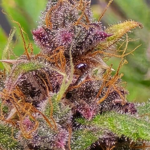 Dark Devil Auto growlog photo: Bottom half is looking frosty