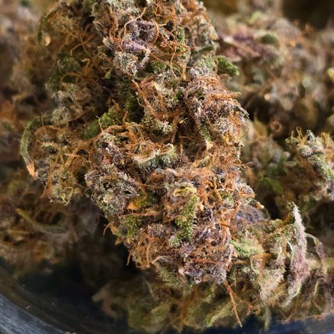Dark Devil Auto growlog photo: Nice looking buds. 