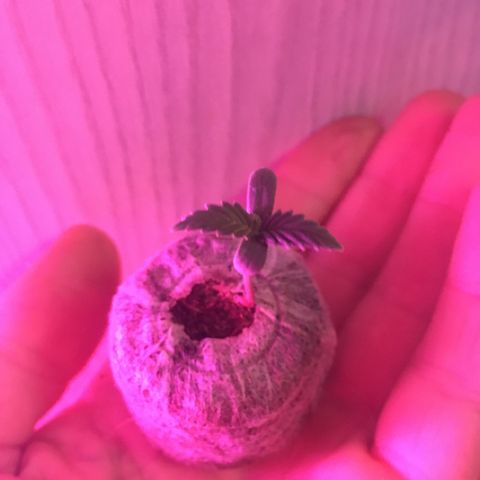 1 growlog timeline photo