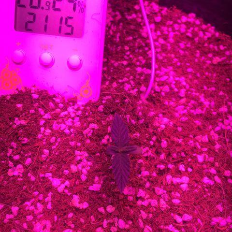 1 growlog timeline photo