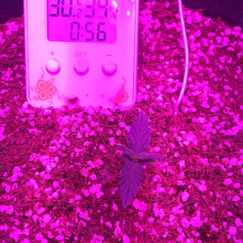 1 growlog timeline photo