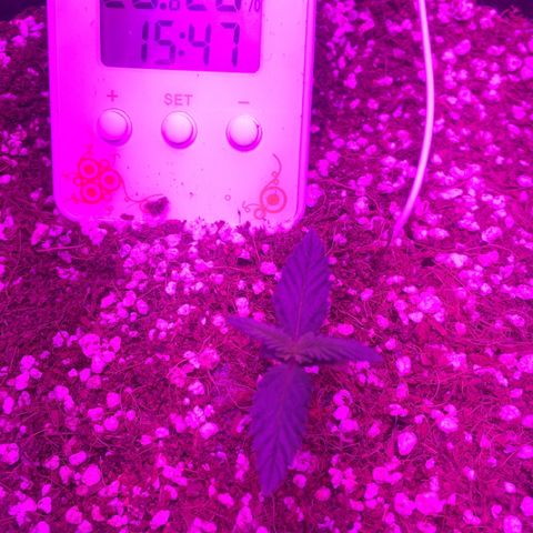 1 growlog timeline photo