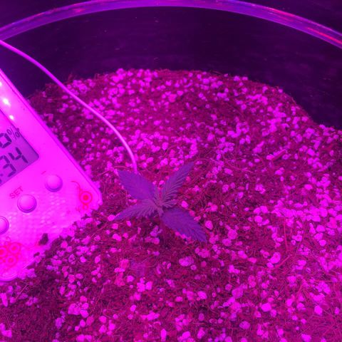 1 growlog timeline photo