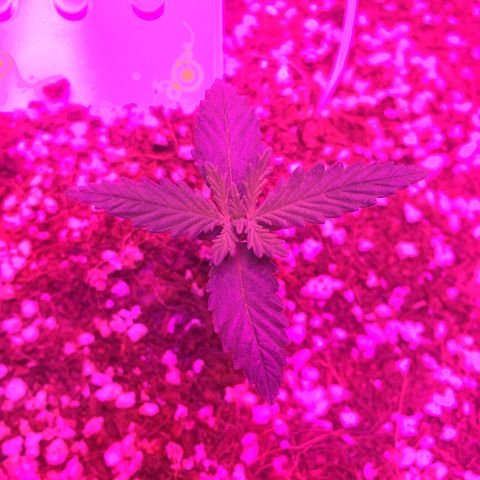 1 growlog timeline photo