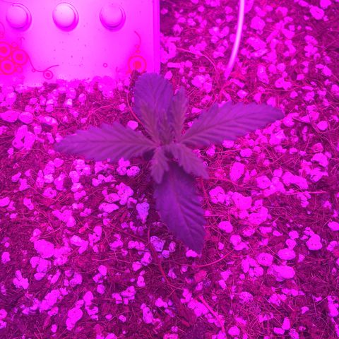 1 growlog timeline photo