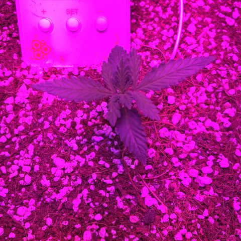 1 growlog timeline photo