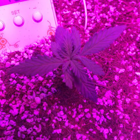 1 growlog timeline photo