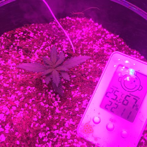 1 growlog timeline photo
